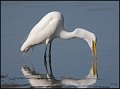 _1SB1390 white egret